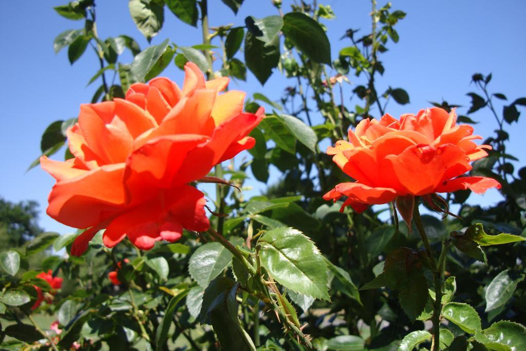 Hedgerley Pinfield Boutique Hotel מראה חיצוני תמונה